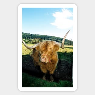 Highland cow phone cases Sticker